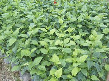 沐阳常年大量供应盆栽地栽绿植重瓣扶桑
