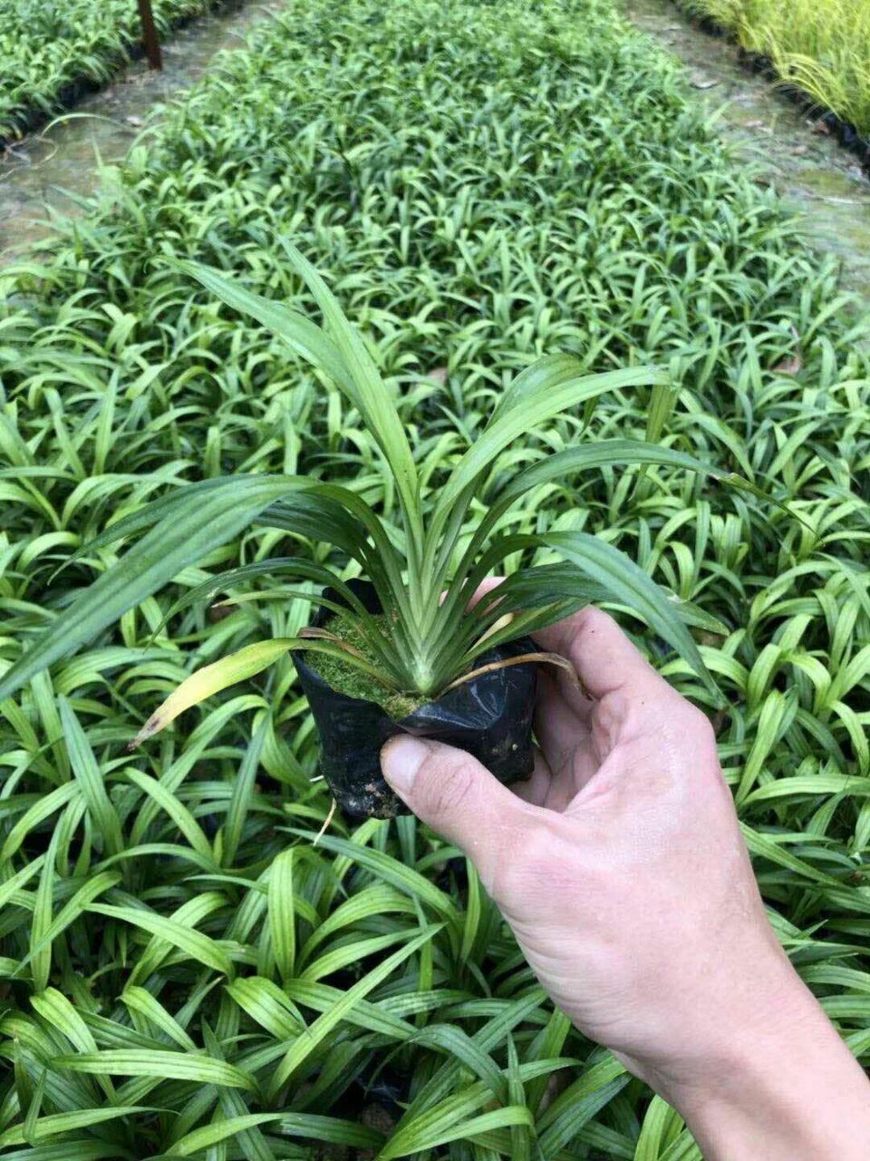 基地直销园林绿化地被小苗吉祥草袋苗