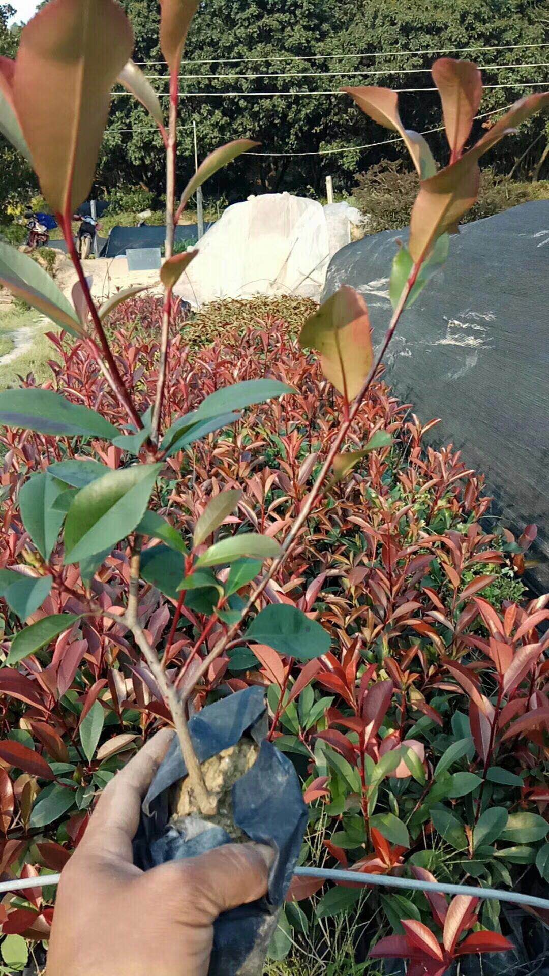大量供应工程绿化小苗红叶石楠 量大从优