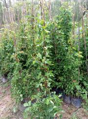 福建基地多规格供应精品炮仗花