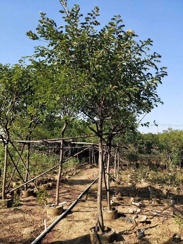 重庆市大型苗木供应基地大量供应黄花槐