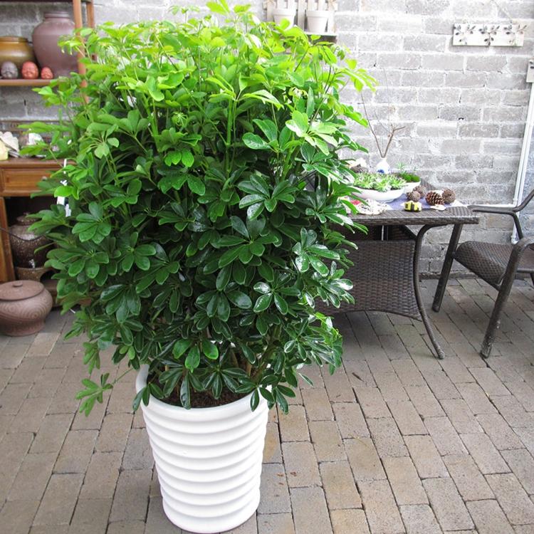 福建种植基地大量供应盆栽地栽鹅掌柴