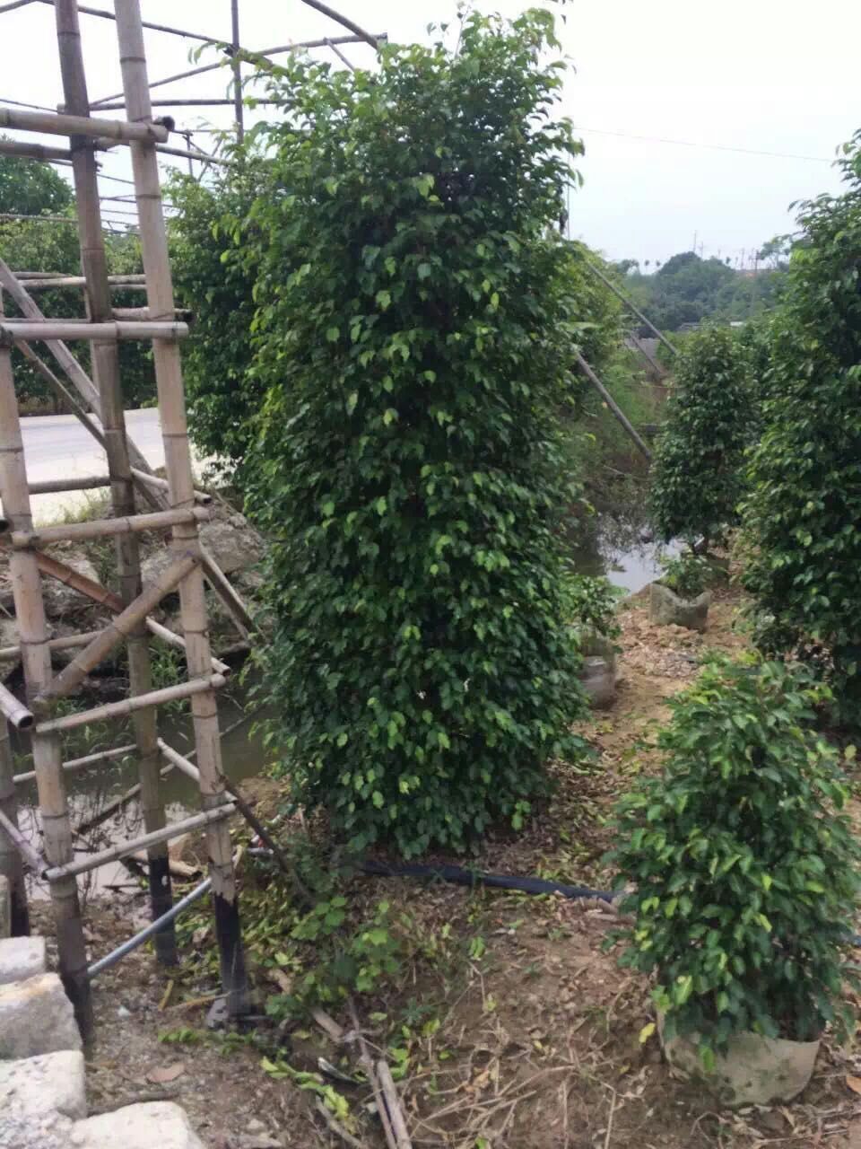 厂家供应四季常青室内观赏性植物垂叶榕