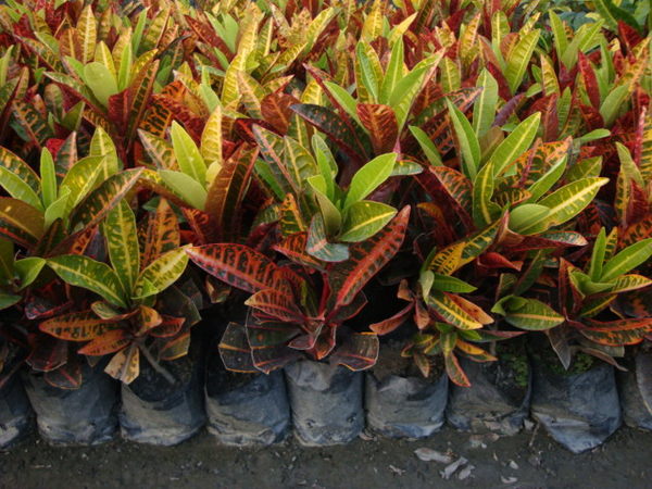 产地直销室内盆栽观叶植物变叶木 质优价廉