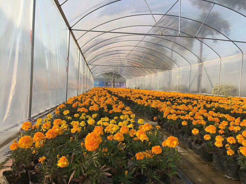青州花卉供應基地直銷盆栽時令草花金盞菊