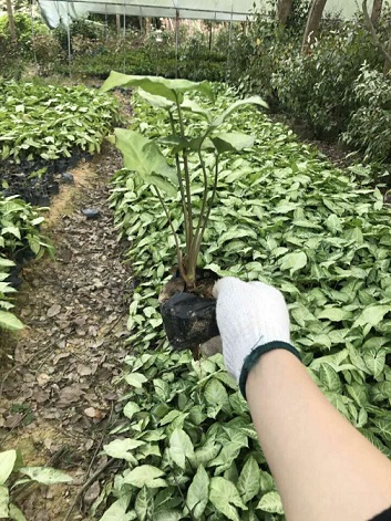 农户直销园林绿化小袋苗合果芋 质优价廉