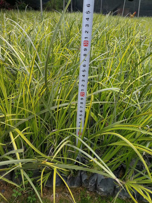 基地供应湿地绿化水生植物金叶石菖蒲