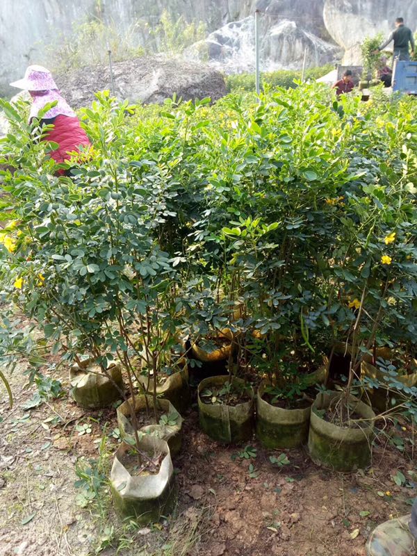 福建基地大量供应园林景观树苗黄花双荚槐