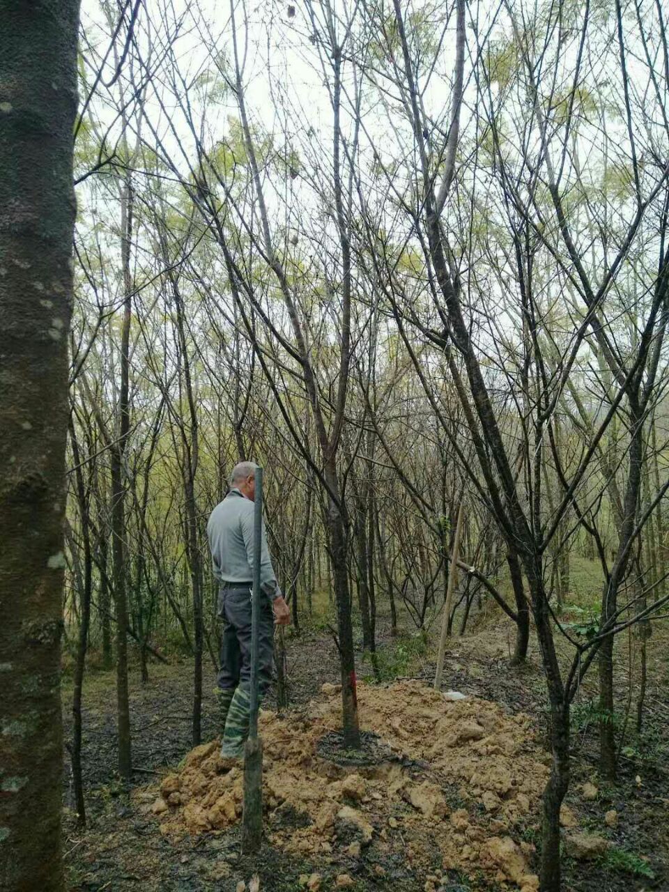 道路庭院绿化树福建山樱花多规格供应
