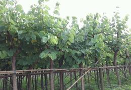 厂家直销供应行道绿化小乔木红花紫荆