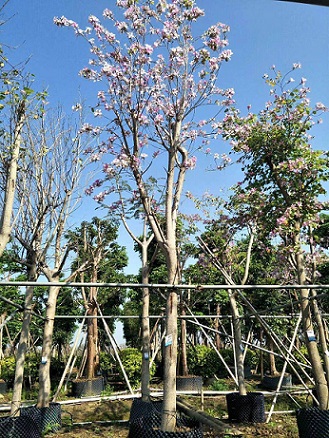 多规格绿化工程苗木宫粉紫荆 质量可靠