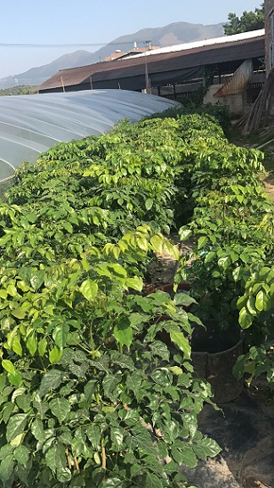 批发供应客厅办公室盆栽观赏绿植绿宝
