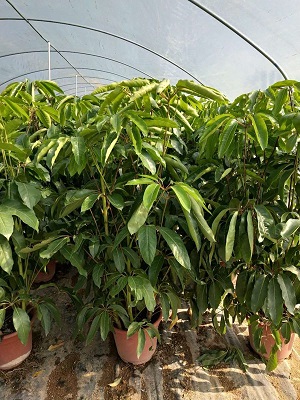 厂家直销园林绿化植物大叶伞 价格实惠