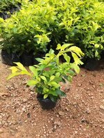 揭阳市苗木供应基地常年大量供应地被黄金叶