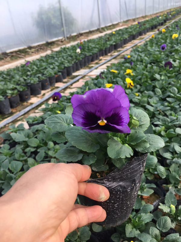 直销供应园林优质时令草花三色堇 量大从优