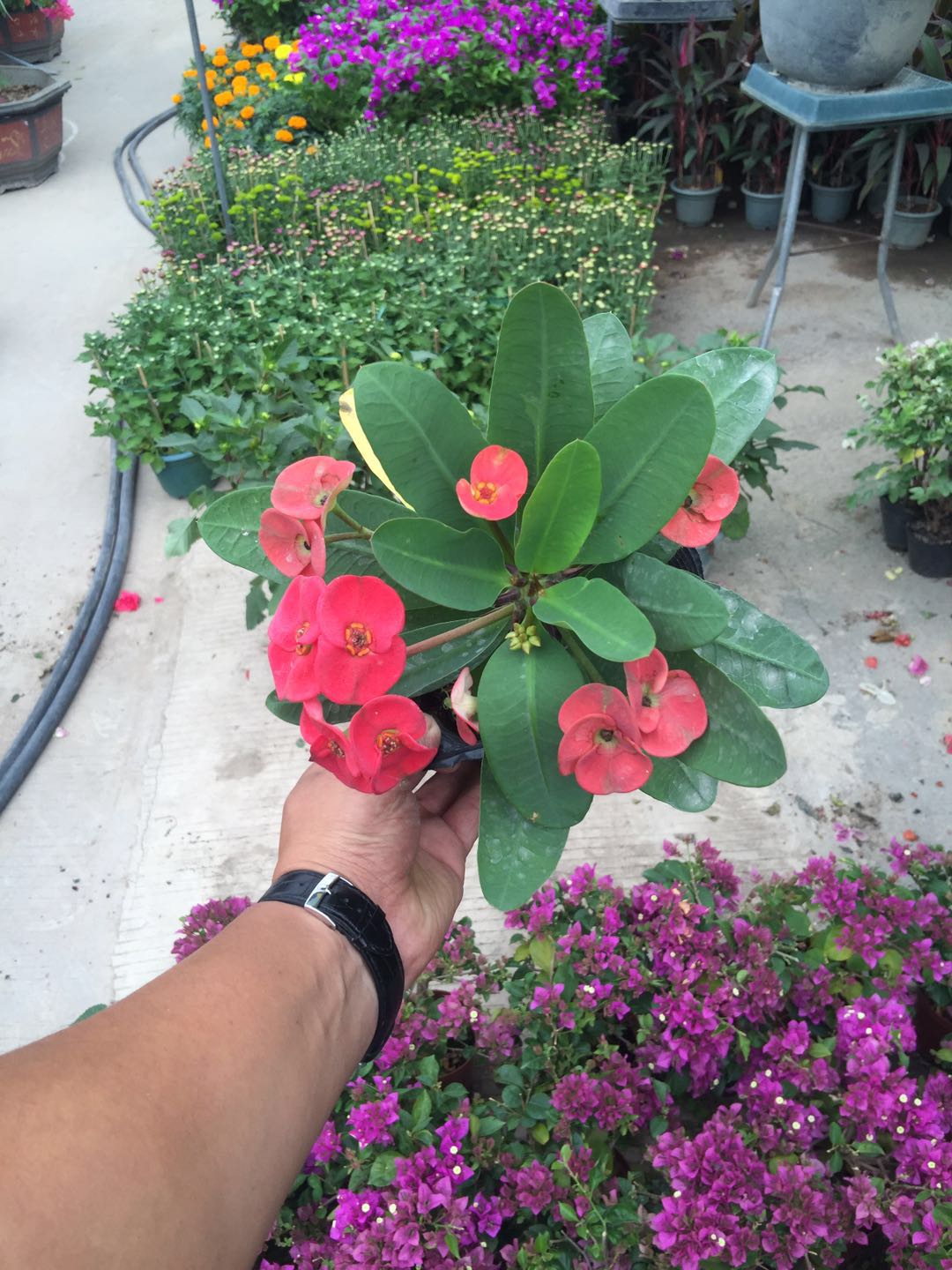 常年大量供应室内桌面优质盆栽花卉虎刺梅