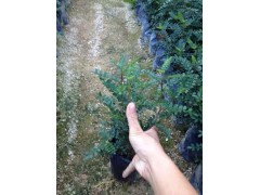 漳州基地直销优质驱蚊草盆栽胡椒木