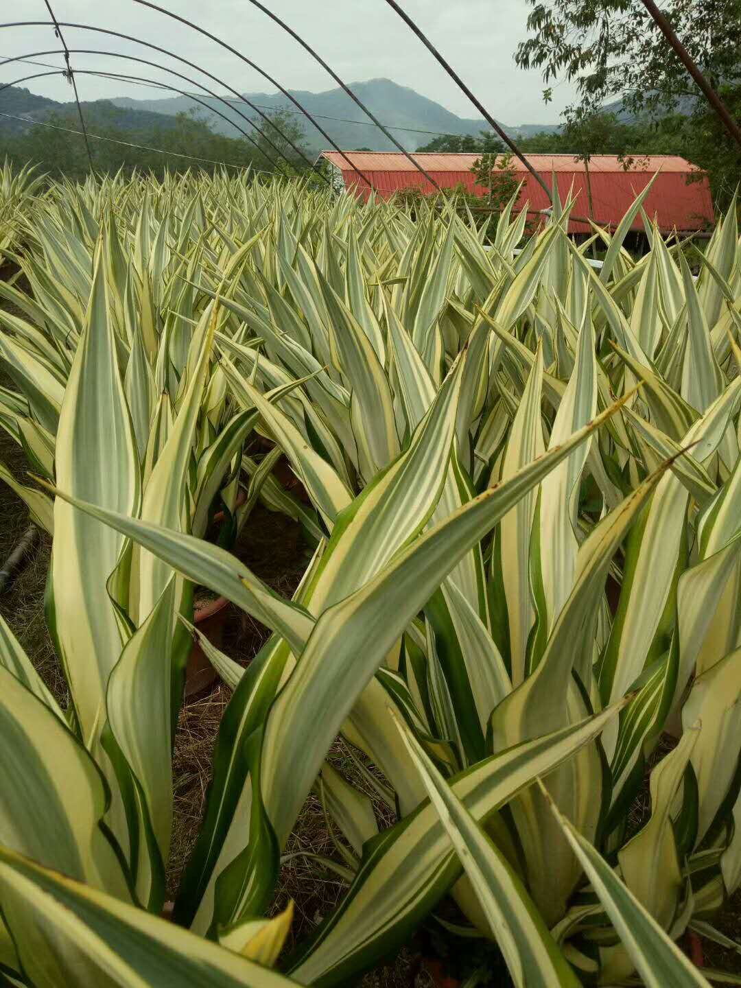 常年大量供应室内盆栽多肉植物万年麻