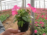 青州花卉基地大量供應七彩盆栽花卉矮牽牛