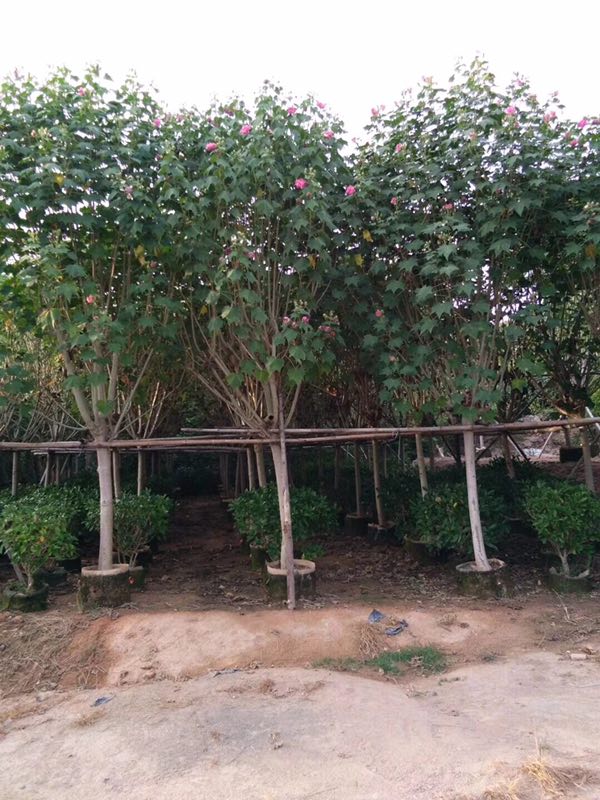 湖南产地现货批发供应常绿小乔木木芙蓉