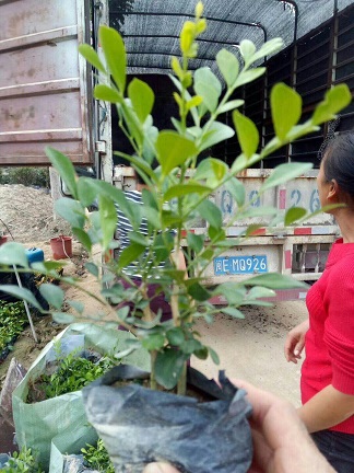 深圳苗木基地大量供应盆栽绿植七里香