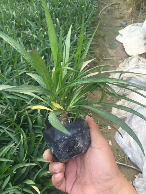 苗木種植基地特價供應優質地被藍花莉