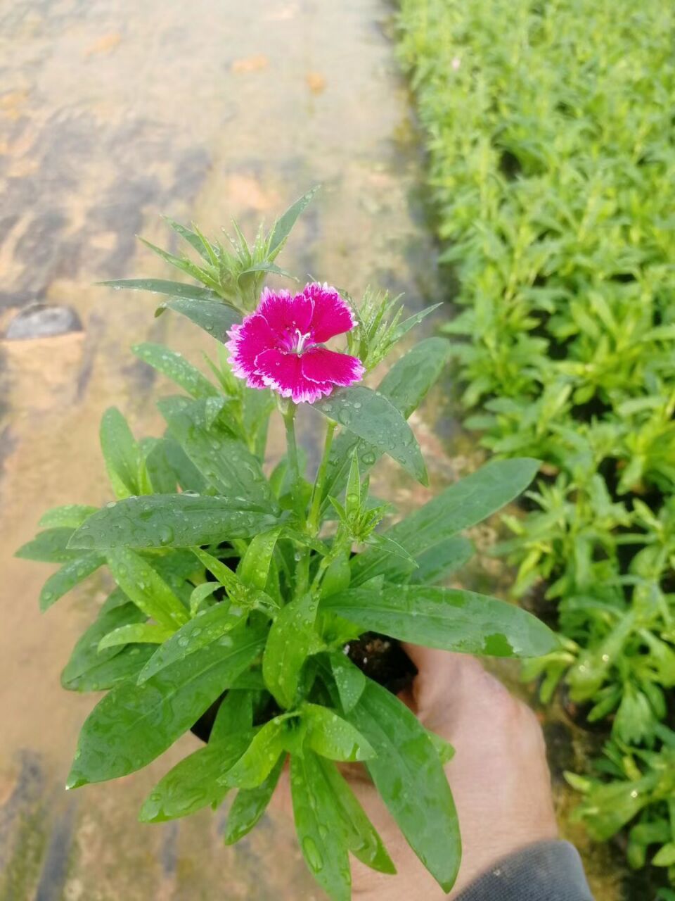 花卉基地直销供应园林绿化花卉石竹物美价廉