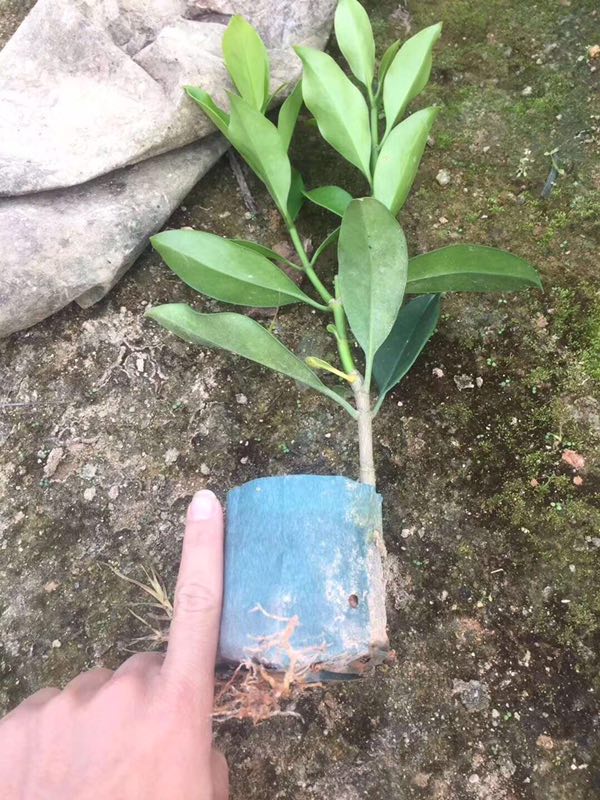 广西苗木供应基地特价供应优质地被非洲茉莉