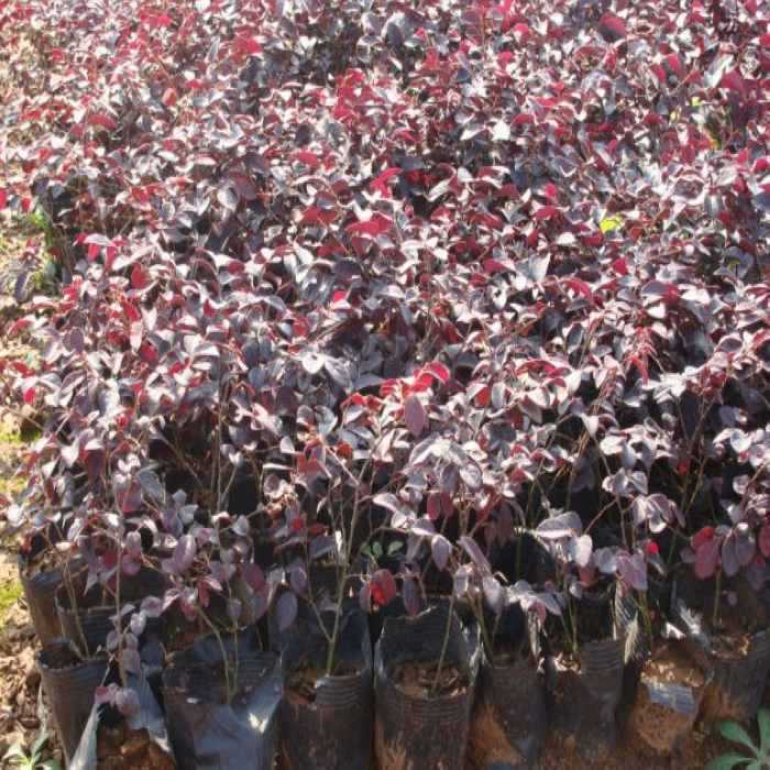 湖南苗木产地直销四季常青绿化苗木红花檵木