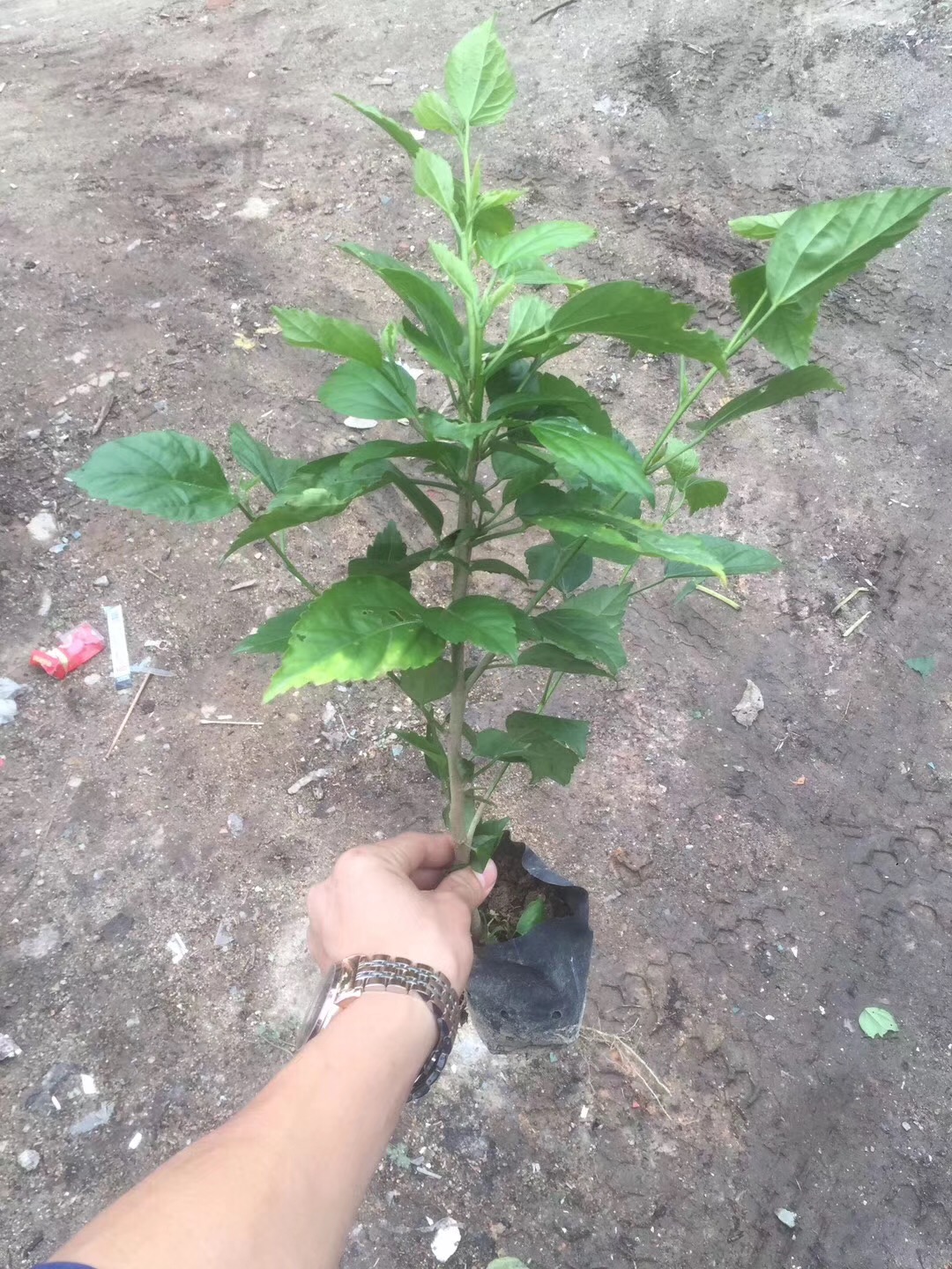园林绿化造景苗木青叶扶桑批发价大量供应