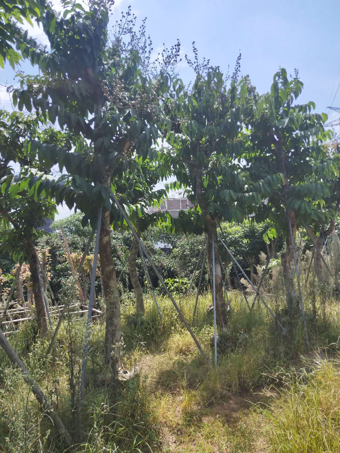 目前园林景观树大叶紫薇价格行情怎么样