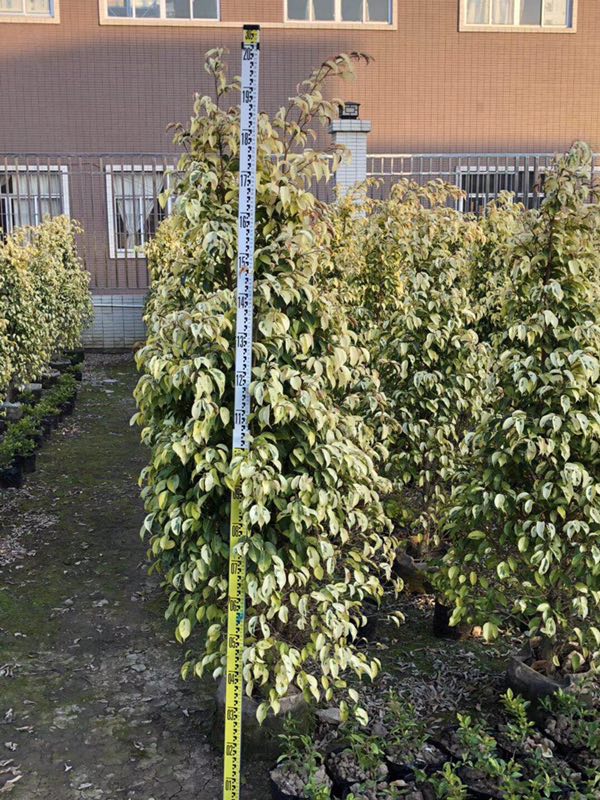 黄金垂榕哪里有卖 哪家质量好价格低