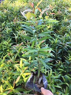 红车自产自销质量高价格低