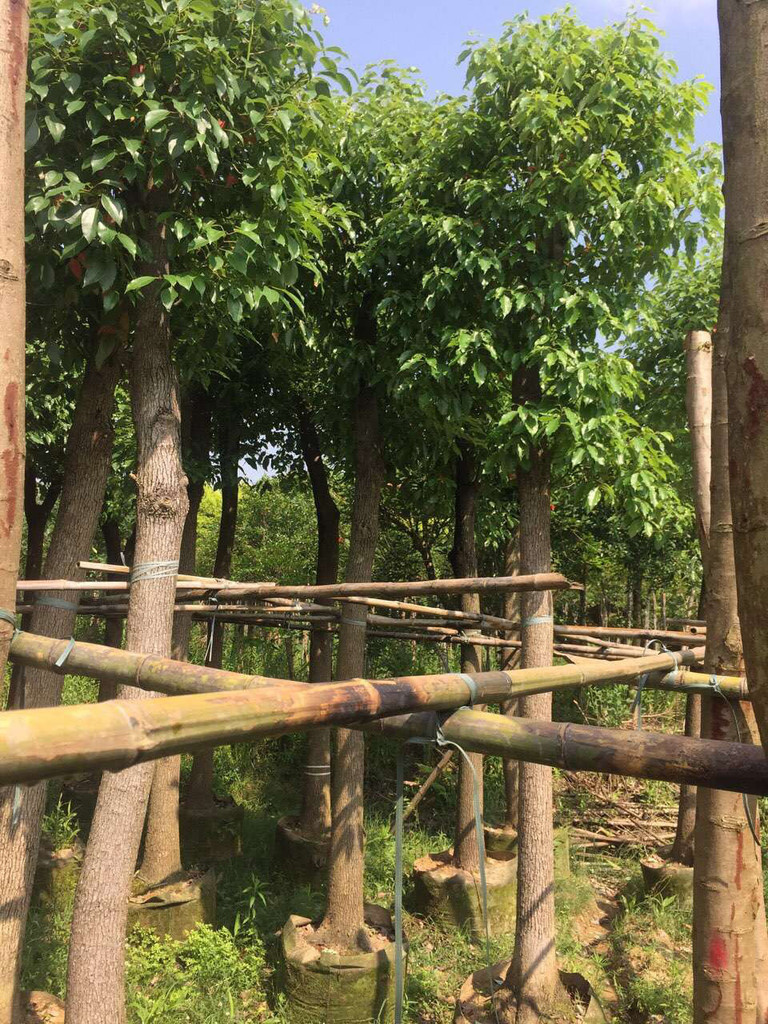 大量供应绿化小乔木香樟 树形优美