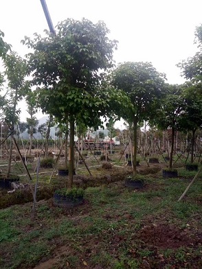 精品园林风景树秋枫常年大量供应