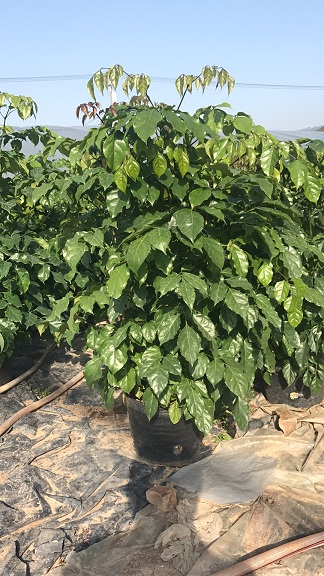 基地直销庭园绿化植物绿宝规格齐全