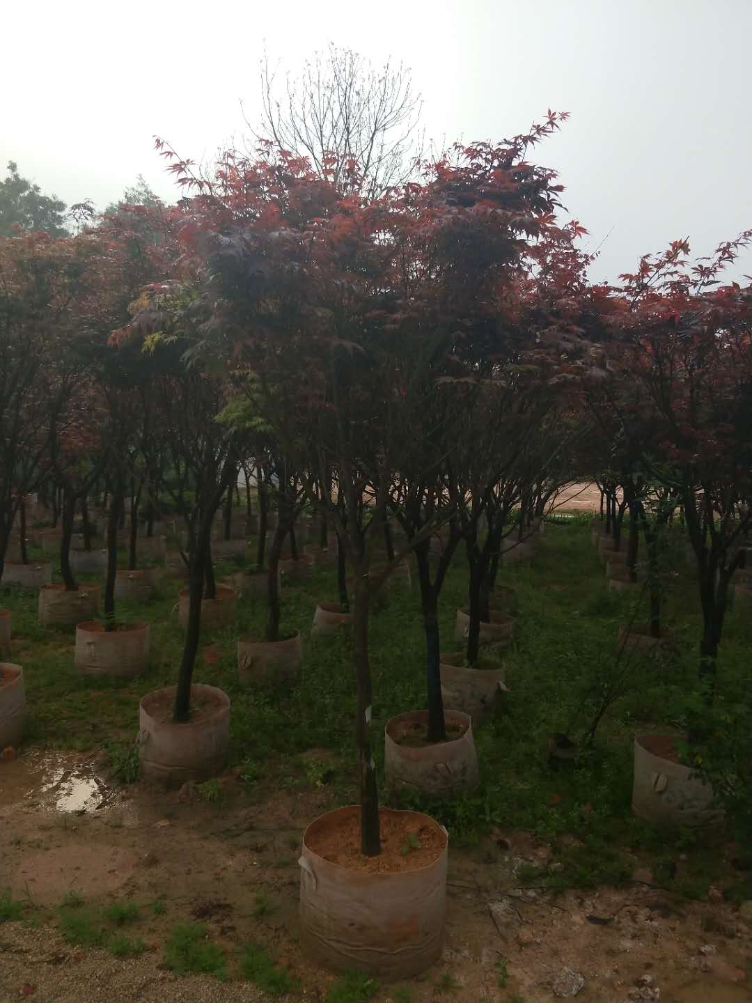 福建行道绿化乔木红枫长期大量供应