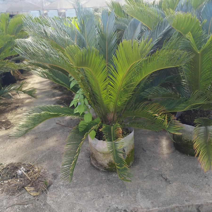 公园庭园观叶植物苏铁多规格低价供应