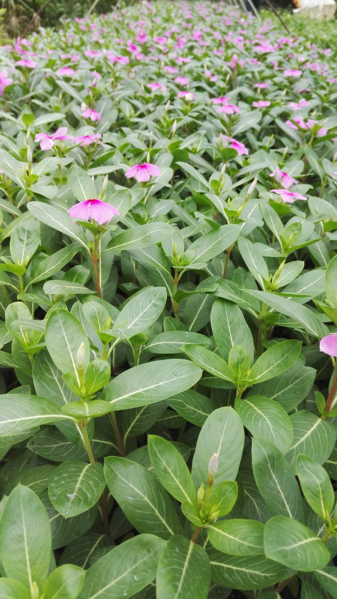 四季常青绿化植物长春花常年面向全国供应