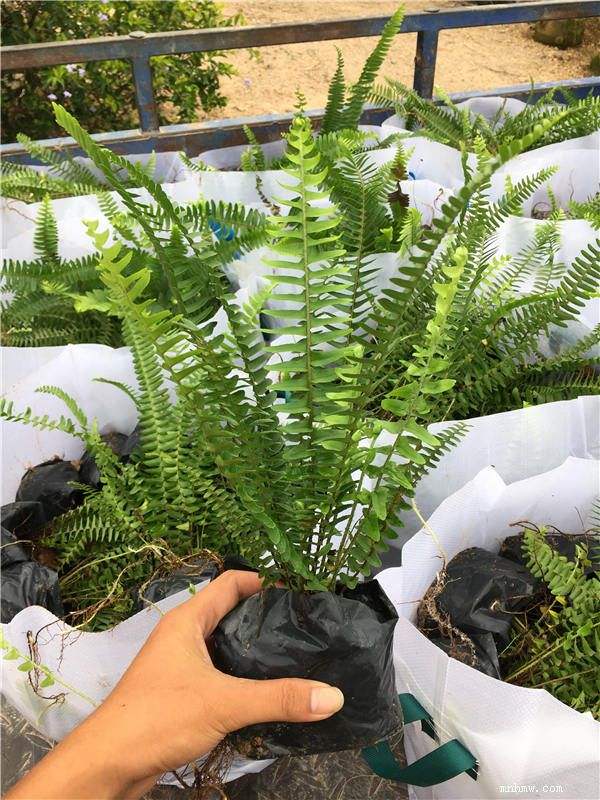常绿地被苗木排骨草常年大量低价格供应