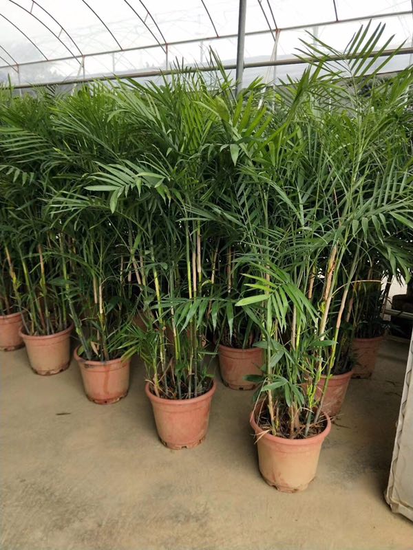 高度规格齐全散尾葵常年批发价大量供应
