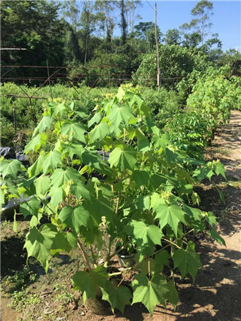 湖南基地直销绿化景观苗木木芙蓉小苗