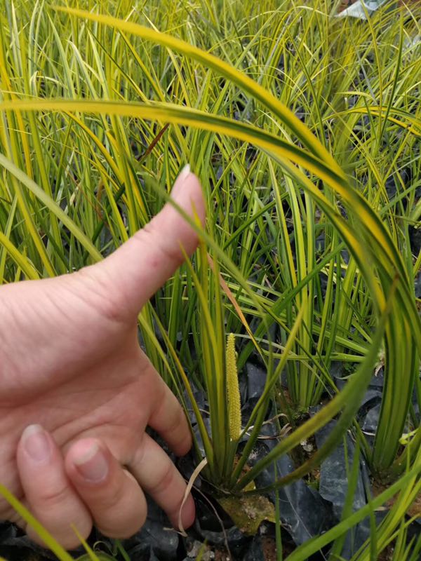 常年大量批发供应优质水生植物金叶石菖蒲