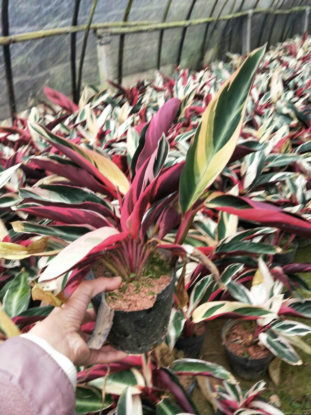 厂家常年供应优质盆栽绿化植物七彩竹芋