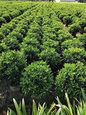基地直销供应形状规格齐全常绿非洲茉莉球