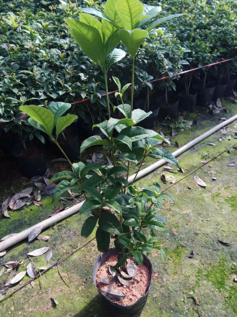 直销供应优质绿化苗木桂花小苗 质优价廉