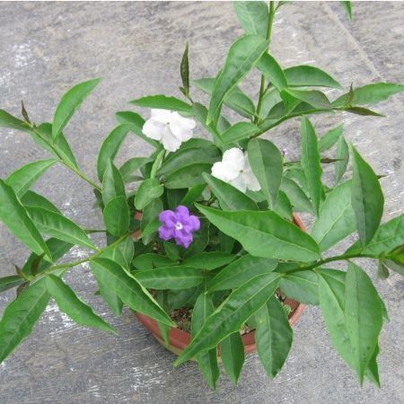 直销供应四季不间断开花观赏绿植鸳鸯茉莉