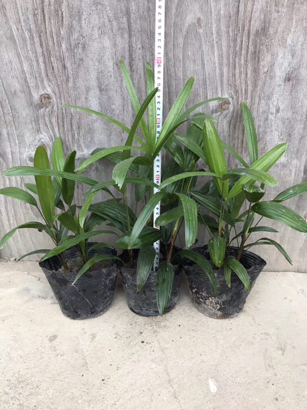 基地批发供应优质盆栽观赏绿化植物棕竹