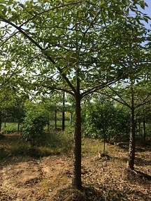 漳州苗木种植基地大量供应精品小乔木木棉
