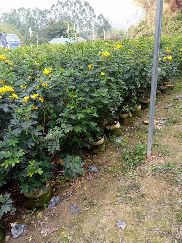中山苗木基地特价供应造景绿植黄花双荚槐